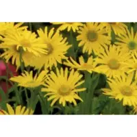 GRDplanten 6x Voorjaarszonnebloem - Doronicum ou. Magnificum' | 9x9 cm pot