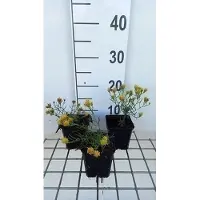 GRDplanten 6x Aster - Aster linosyris | 9x9 cm pot