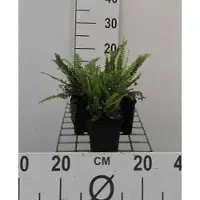 GRDplanten 6x Dubbelloof Varen - Blechnum spicant | 9x9 cm pot