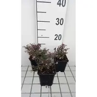 GRDplanten 6x Aster - Aster lateriflorus 'Prince' | 9x9 cm pot