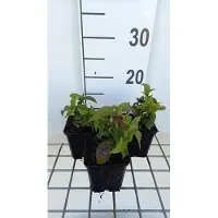 GRDplanten 6x Chelonopsis - Chelonopsis moschata | 9x9 cm pot