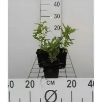 GRDplanten 6x Bergamotplant - Monarda hybr. 'Schneewittchen' | 9x9 cm pot