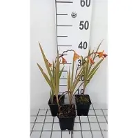 GRDplanten 6x Montbretia - Crocosmia hybr. 'Emily Mckenzie' | 9x9 cm pot