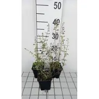 GRDplanten 6x Steentijm - Calamintha nep. 'Weisser Riese' | 9x9 cm pot