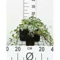GRDplanten 12x Bontbladige Klimop - Hedera helix 'Glacier' | 9x9 cm pot