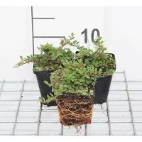 GRDplanten 24x Dwergmispel - Cotoneaster proc. 'Queen of Carpets' | 9x9 cm pot