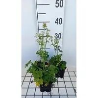 GRDplanten 6x Zeeuws knoopje - Astrantia maj. 'Star of Beauty' | 9x9 cm pot