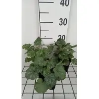 GRDplanten 6x Purperklokje - Heuchera sang. 'Ruby Bells' | 9x9 cm pot