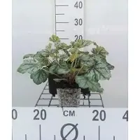 GRDplanten 6x Purperklokje - Heuchera hybr. 'Green Spice' | 9x9 cm pot