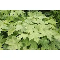 GRDplanten 6x do' - Duizendblad - Actaea japonica 'Cheju | 9x9 cm pot
