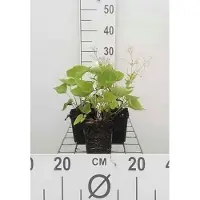 GRDplanten 6x Kaukasische vergeet-mij-nietje - Brunnera macrophylla | 9x9 cm pot