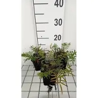 GRDplanten 6x Sanguisorba - Sanguisorba tenuif. 'Purpurea' | 9x9 cm pot