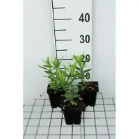 GRDplanten 6x Scharnierplant - Physostegia virg. 'Vivid' | 9x9 cm pot