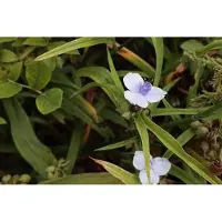 GRDplanten 6x Eendagsbloem - Tradescantia (a) 'Osprey' | 9x9 cm pot