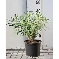 GRDplanten 6x Wolfsmelk - Euphorbia char. Wulfenii' | 9x9 cm pot