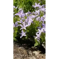 GRDplanten 6x Klokje - Campanula garganica | 9x9 cm pot