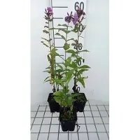 GRDplanten 6x Vlambloem - Phlox (p) 'Mies Copijn' | 9x9 cm pot