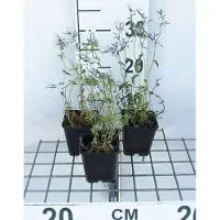 GRDplanten 6x Vlambloem - Phlox divar. 'Clouds of Perfume' | 9x9 cm pot