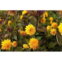 GRDplanten 6x Zonnebloem - Helianthus decap. 'Soleil d'or' | 9x9 cm pot