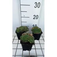GRDplanten 6x Huislook - Sempervivum grandiflorum | 9x9 cm pot