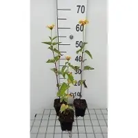 GRDplanten 6x Heliopsis - Heliopsis hel. 'Summer Sun' | 9x9 cm pot