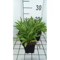 GRDplanten 6x Meisjesogen - Coreopsis lanc. 'Sterntaler' | 9x9 cm pot