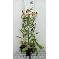 GRDplanten 6x Zonnekruid - Helenuim hybr. 'Wesergold' | 9x9 cm pot
