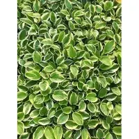 GRDplanten 6x Hartlelie - Hosta hybr. 'Brim Cup' | 9x9 cm pot