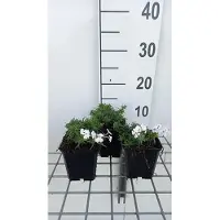 GRDplanten 6x Vlambloem - Phlox (s) 'Amazing Grace' | 9x9 cm pot