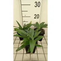 GRDplanten 6x Ooievaarsbek - Gentiana dahurica | 9x9 cm pot