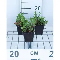 GRDplanten 6x Teunisbloem - Oenothera speciosa 'Siskiyou' | 9x9 cm pot