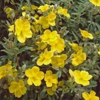 GRDplanten 6x Zonneroosje - Helianthemum hybr. 'Golden Queen' | 9x9 cm pot