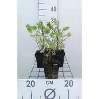 GRDplanten 6x Malvastruik - Lavatera hybr. 'Barnsley' | 9x9 cm pot