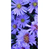 GRDplanten 6x Aster - Aster dum. 'Lady / Blue' | 9x9 cm pot