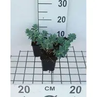 GRDplanten 6x Wolfsmelk - Euphorbia myrsinites | 9x9 cm pot