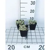 GRDplanten 6x Spinnenwebhuislook - Sempervivum arachnoideum | 9x9 cm pot