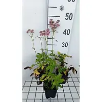 GRDplanten 6x Zeeuws knoopje - Astrantia maj. 'Rosea' | 9x9 cm pot