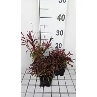 GRDplanten 6x Galium - Gaura lindh. 'Gaudi Pink' ( oenothera lindh.) | 9x9 cm pot