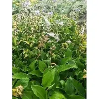 GRDplanten 6x Funkia - Hosta hybr. 'Invincible' | 9x9 cm pot