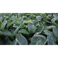 GRDplanten 6x Hartlelie - Hosta hybr. 'Blue Mammoth' | 9x9 cm pot