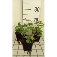 GRDplanten 6x Ooievaarsbek - Geranium cant. 'Berggarten' | 9x9 cm pot