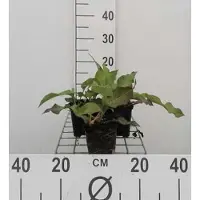 GRDplanten 6x Duizenknoop - Persicaria ampl. 'Alba' | 9x9 cm pot