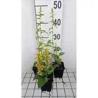 GRDplanten 6x Guldenroede - Solidago flex. 'Variegata' | 9x9 cm pot