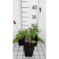 GRDplanten 6x Duizenknoop - Persicaria ampl. 'Red Baron' | 9x9 cm pot