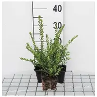 GRDplanten 12 x Lonicera nitida 'Elegant' - Haagmyrt, altijdgroen - pot 9 cm x 9 cm