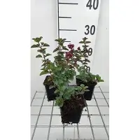 GRDplanten 6x Origanum - Origanum hybr. 'Rosenkuppel' | 9x9 cm pot