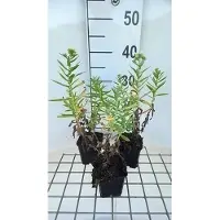 GRDplanten 6x Aster - Aster n.a. 'Herbstschnee' | 9x9 cm pot