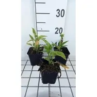 GRDplanten 6x Zonnehoed - Echinacea purp. Mellow Yellows' | pot 9 x 9 cm