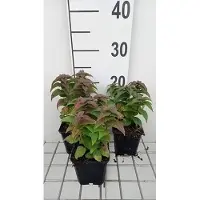 GRDplanten 6x Bergamotplant - Monarda hybr. 'Petite delight' | 9x9 cm pot