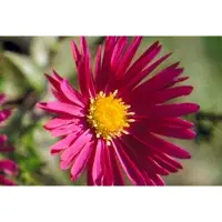 GRDplanten 6x Aster - Aster n.b. 'Crimson Brocade' | 9x9 cm pot